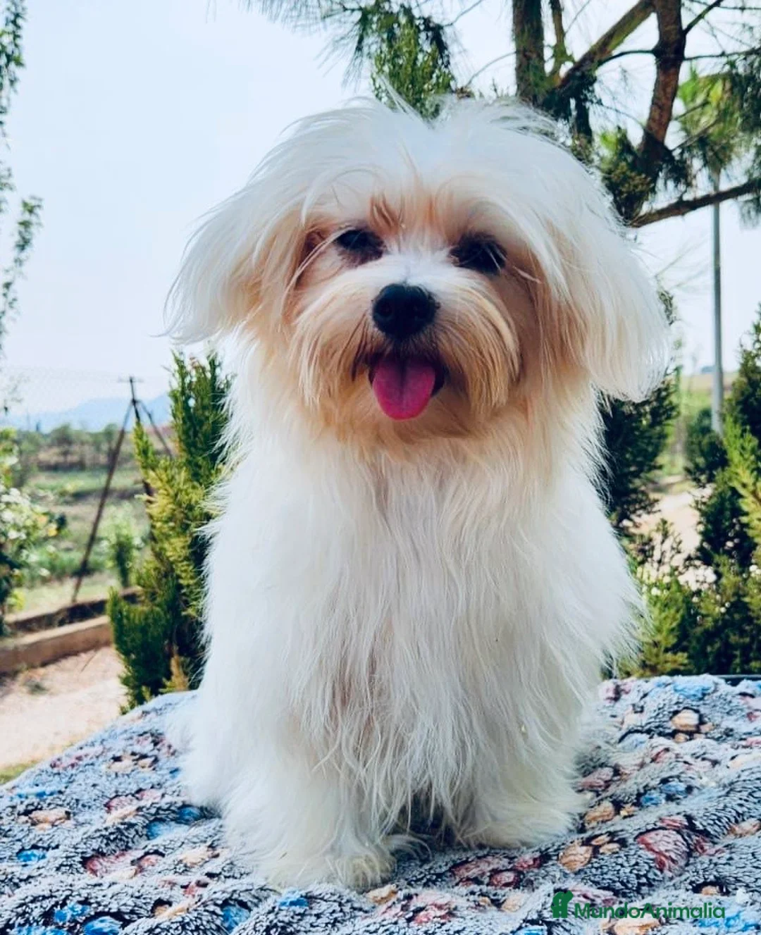 Bichón Maltés perros en venta: BICHÓN MALTES TOY MACHO - Anuncio 4