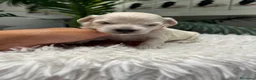 Maltipoo perros en venta: MALTIPOO HEMBRA - Anuncio 9