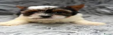 Biewer Yorkshire Terrier a la Pom Pon 3