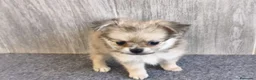 Chihuahua perros en venta: CHIHUAHUA HEMBRA PELO LARGO - Anuncio 4