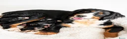 Boyero de Berna perros en venta: BOYERO DE BERNA CALIDAD - Anuncio 6
