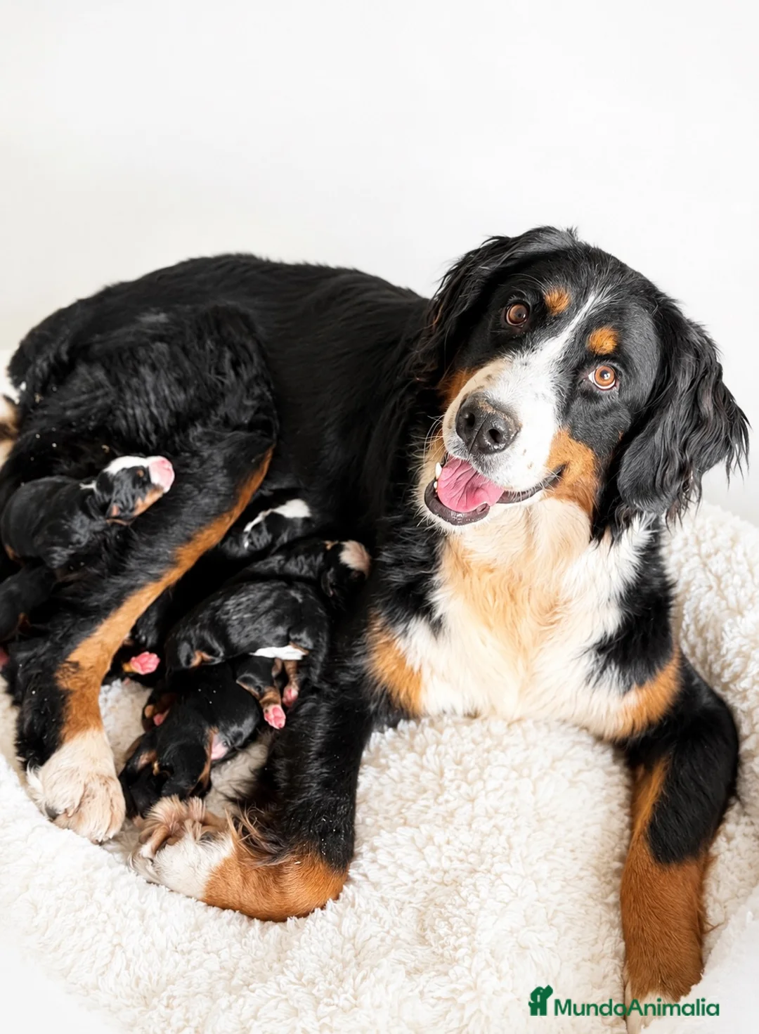Boyero de Berna perros en venta: BOYERO DE BERNA CALIDAD - Anuncio 6