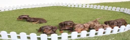 Teckel perros en venta: Teckel Kaninchen – Calidad, seriedad y seguimiento - Anuncio 5