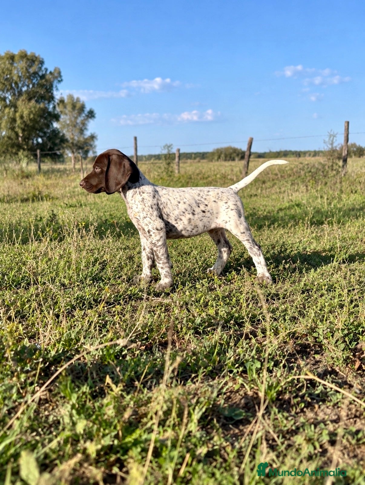 Braco Alemán de Pelo Corto perros Macho Braco Alemán con pedigrí  - Anuncio 11