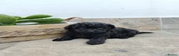 Caniche Toy perros en venta: Caniche toy negro azabache  - Anuncio 1