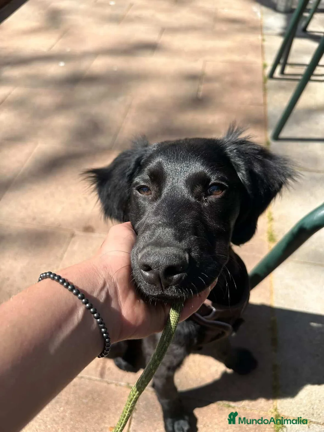 Raza Mixta perros en venta: Cachorro Setter/cocker - Anuncio 2