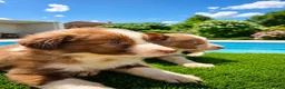 Border Collie perros en venta: Border collie lilac y chocolate de calidad  - Anuncio 1