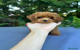 Caniche Toy perros en venta: Caniche teddy asiáticos  - Imagen 8