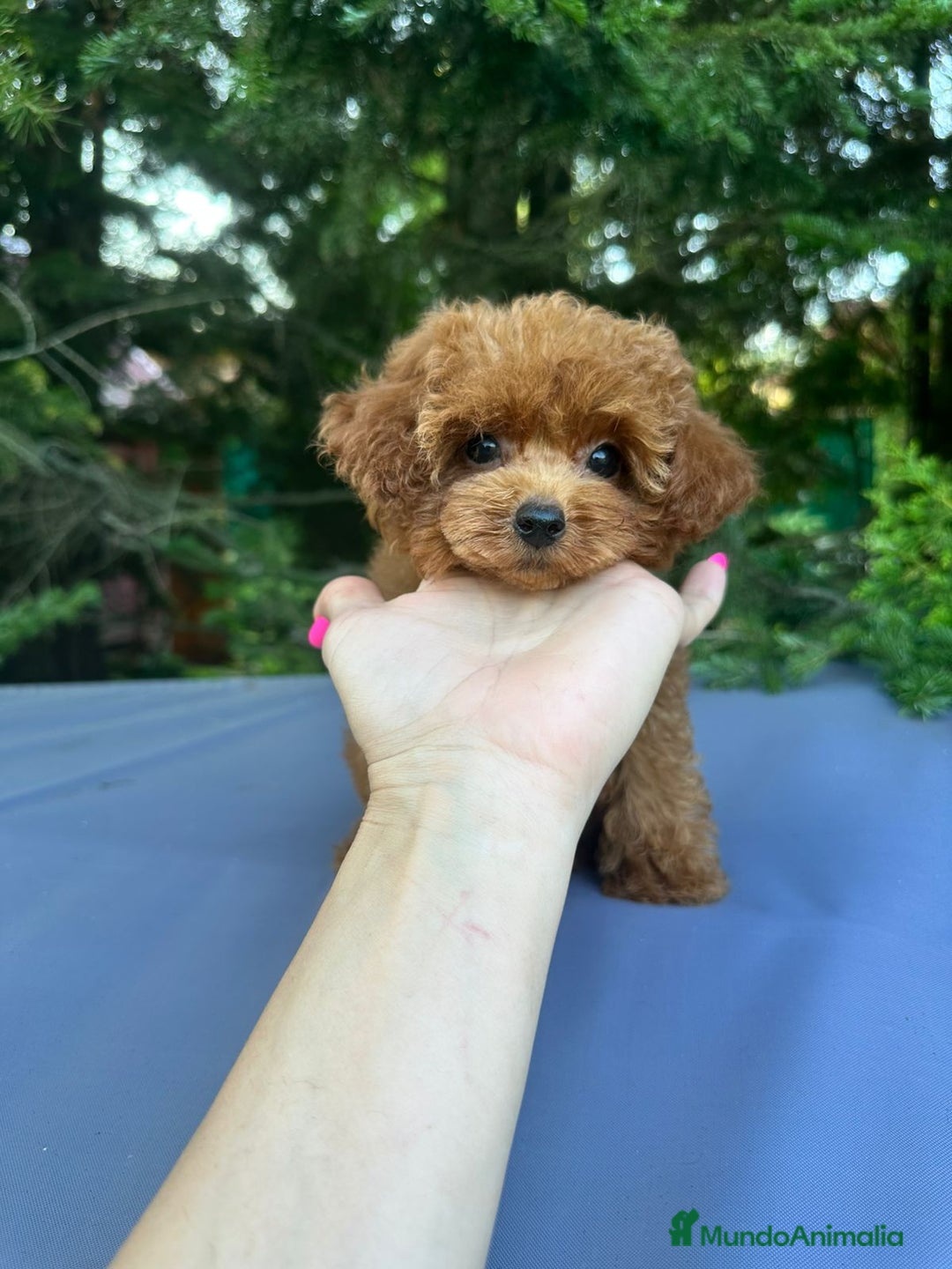 Caniche Toy perros en venta: Caniche teddy asiáticos  - Imagen 8