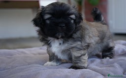 Maltipoo perros en venta: 🐾 Max y Pum – Maltipoo en tonos oscuros 🌙🤎 - Anuncio 5