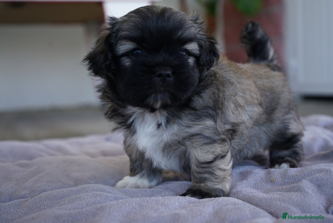 Maltipoo perros en venta: 🐾 Max y Pum – Maltipoo en tonos oscuros 🌙🤎 - Anuncio 5