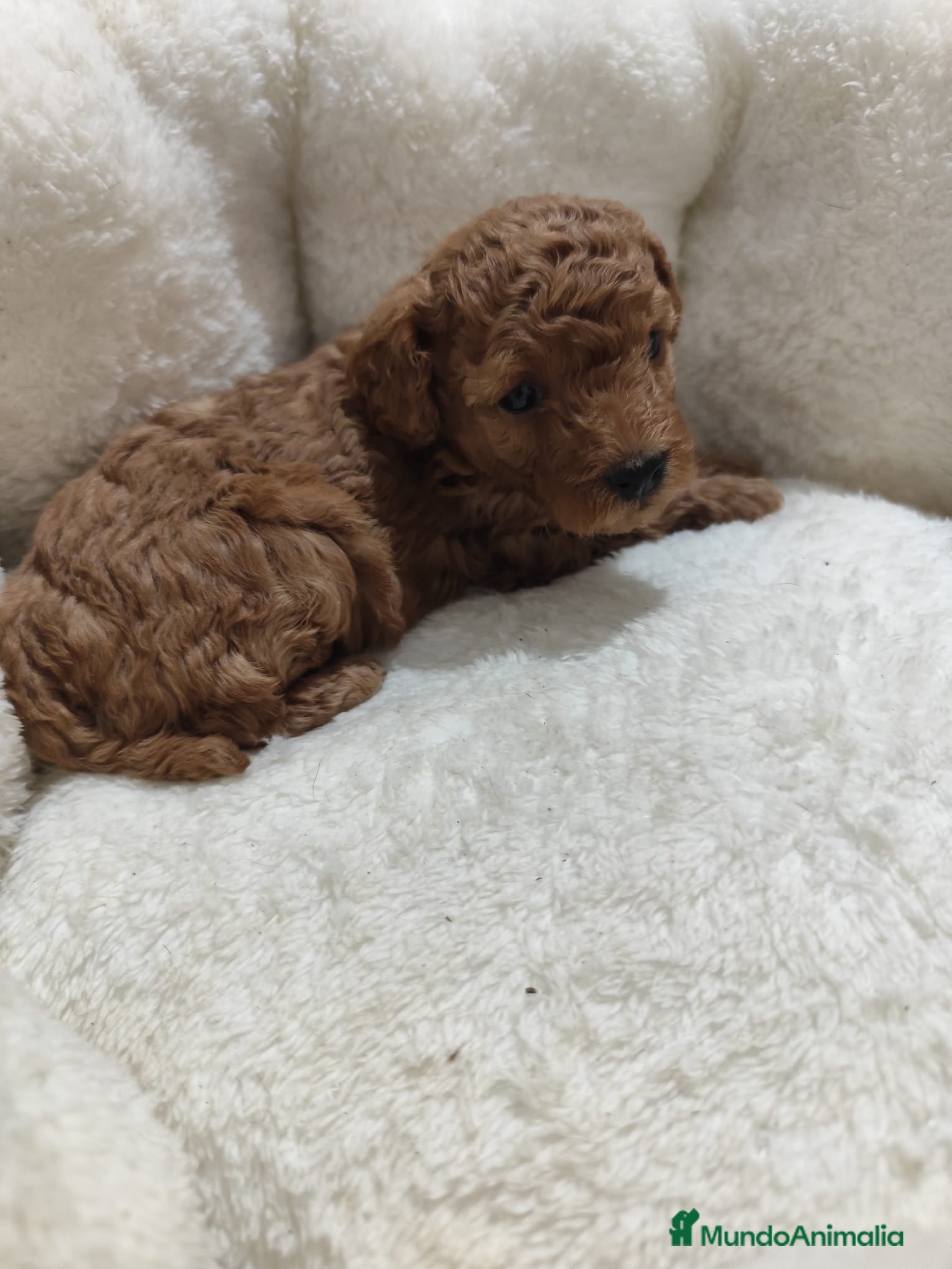 Caniche Toy perros en venta: Caniche Toy - Anuncio 3
