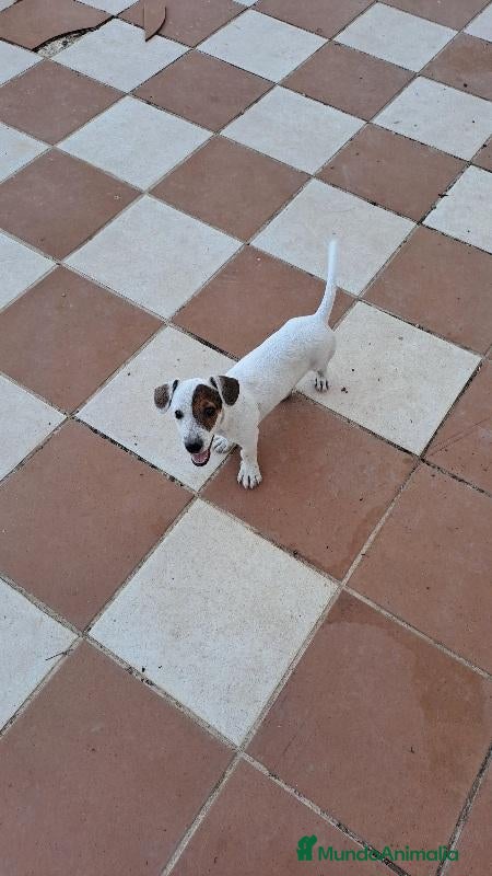 Jack Russell Terrier perros Jack russell  - Anuncio 1