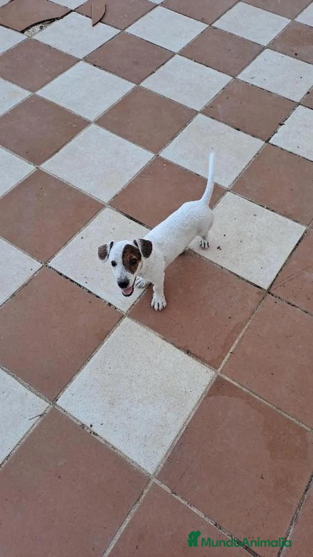 Jack Russell Terrier perros en venta: Jack russell  - Anuncio 1