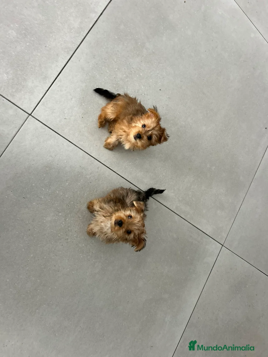 Yorkshire Terrier perros en venta: Yorkshire Golden terrier  - Anuncio 6