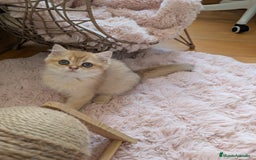 Británico de Pelo Corto gatos en venta: Gatito british chocolate golden pura raza - Imagen 3