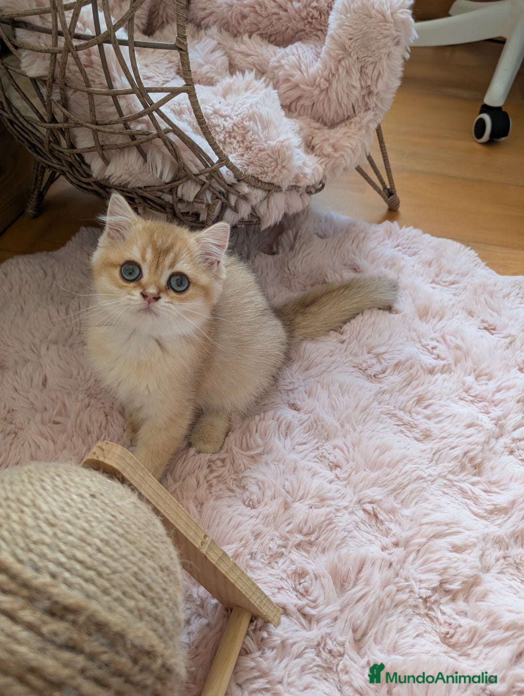 Británico de Pelo Corto gatos en venta: Gatito british chocolate golden pura raza - Imagen 3