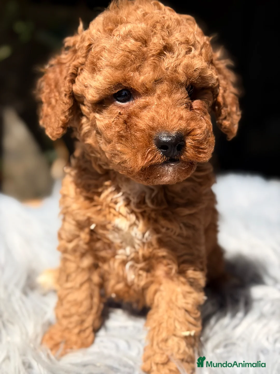 Caniche Toy perros en venta: Caniche rojo Toy  - Anuncio 1