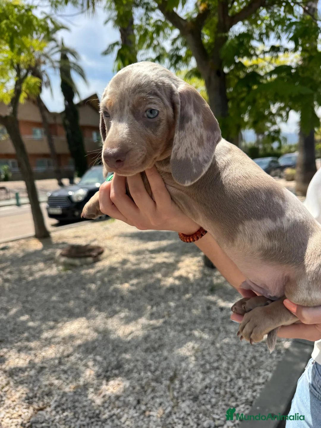 Teckel Miniatura perros en venta: teckel arlequin isabela  - Anuncio 2