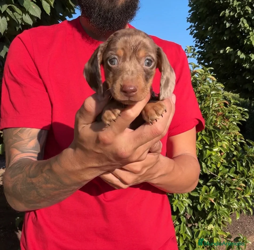 Teckel perros en venta: ÚLTIMOS CACHORRITOS TECKEL KANINCHEN  - Anuncio 2