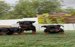Pinscher Miniatura perros en venta: Pinscher - Imagen 10