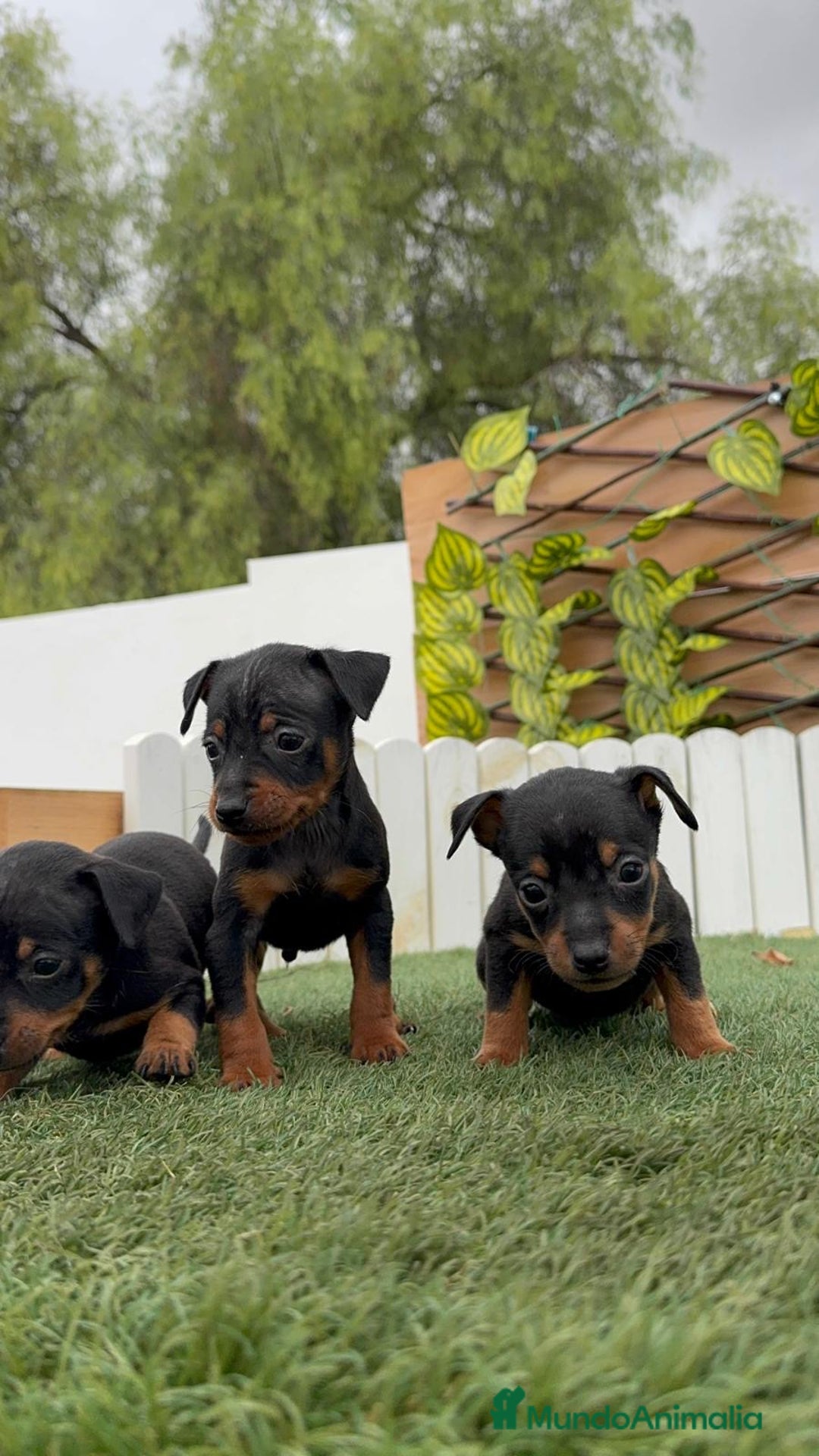 Pinscher Miniatura perros en venta: Pinscher - Imagen 10