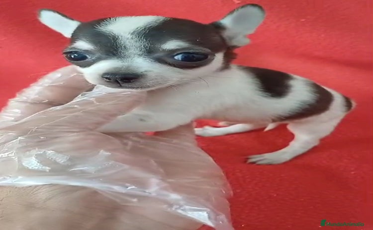 Chihuahua perros - Anuncio 11