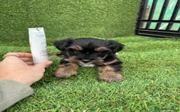 Yorkshire Terrier perros en venta: YORKSHIRE ESPECTACULARES LISTOS PARA ENTREGAR  - Anuncio 2