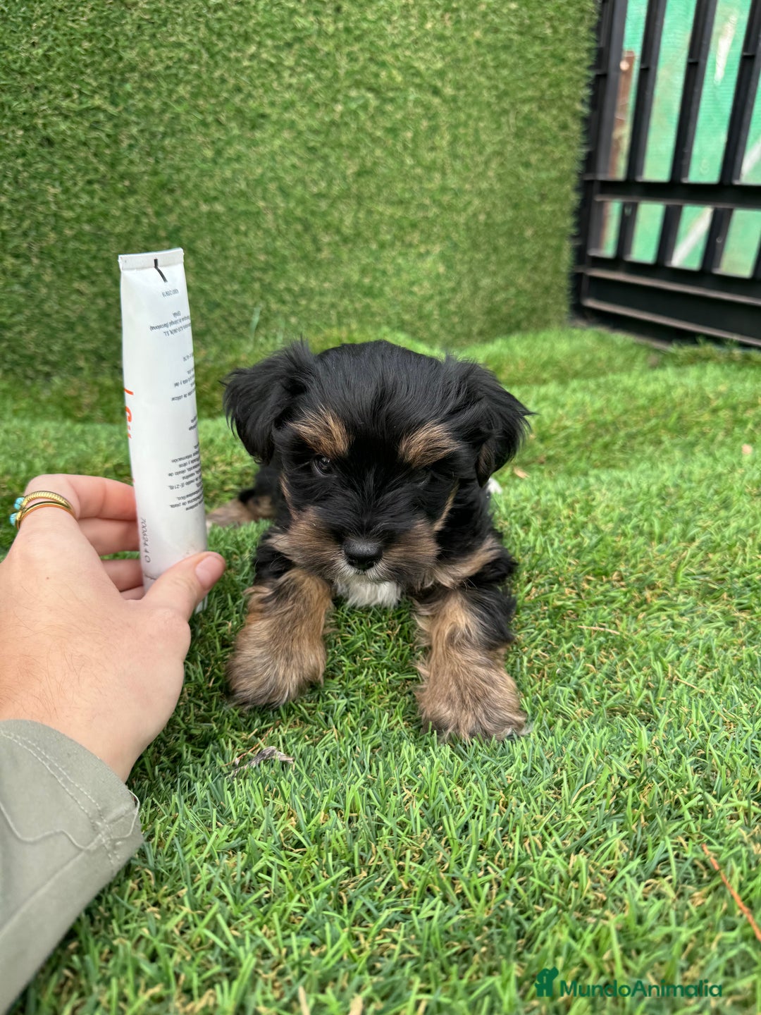 Yorkshire Terrier perros en venta: YORKSHIRE ESPECTACULARES LISTOS PARA ENTREGAR  - Anuncio 2