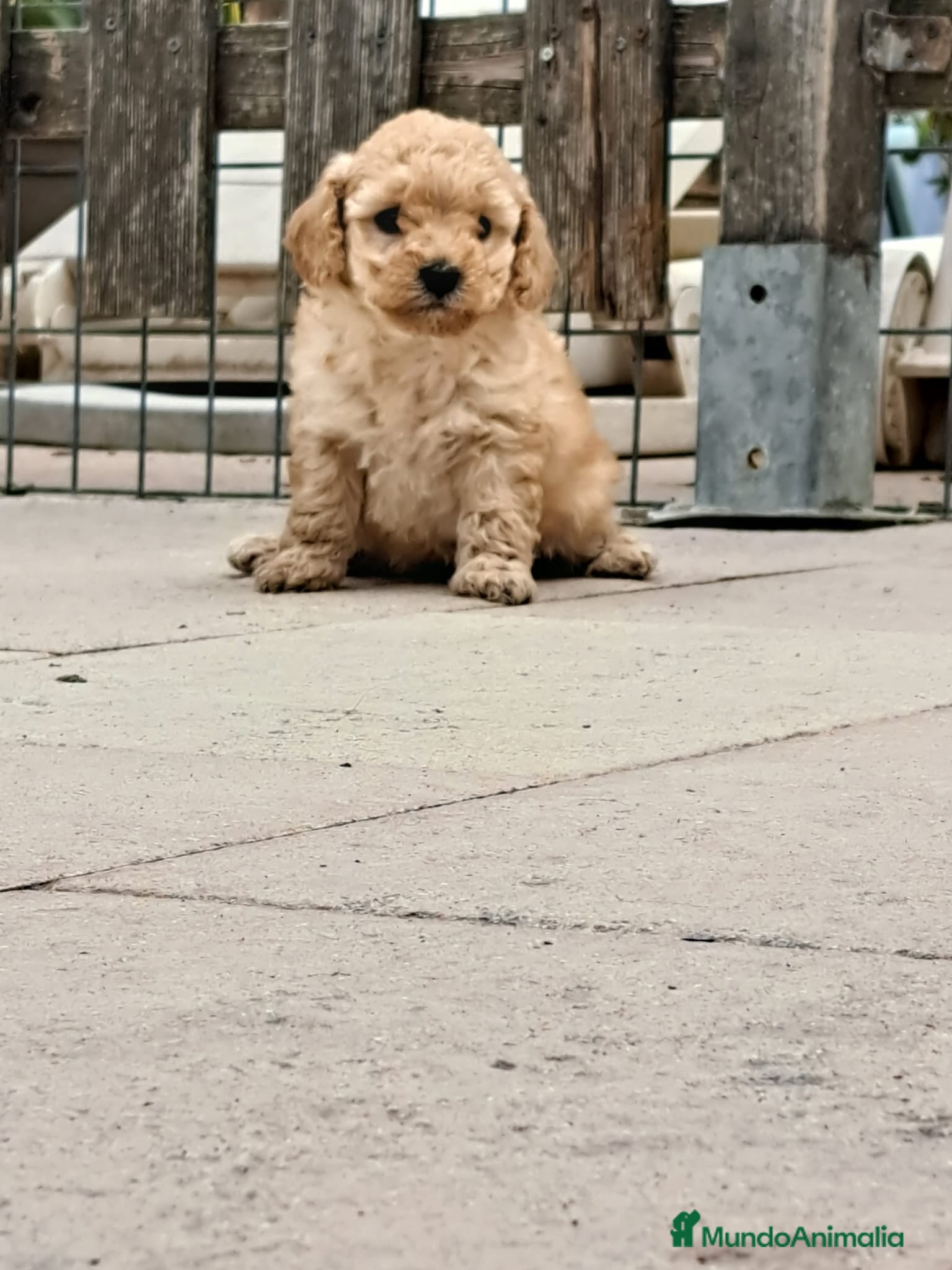 Labradoodle perros Labradoodle  - Anuncio 1