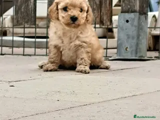 Labradoodle perros Labradoodle - Anuncio 1