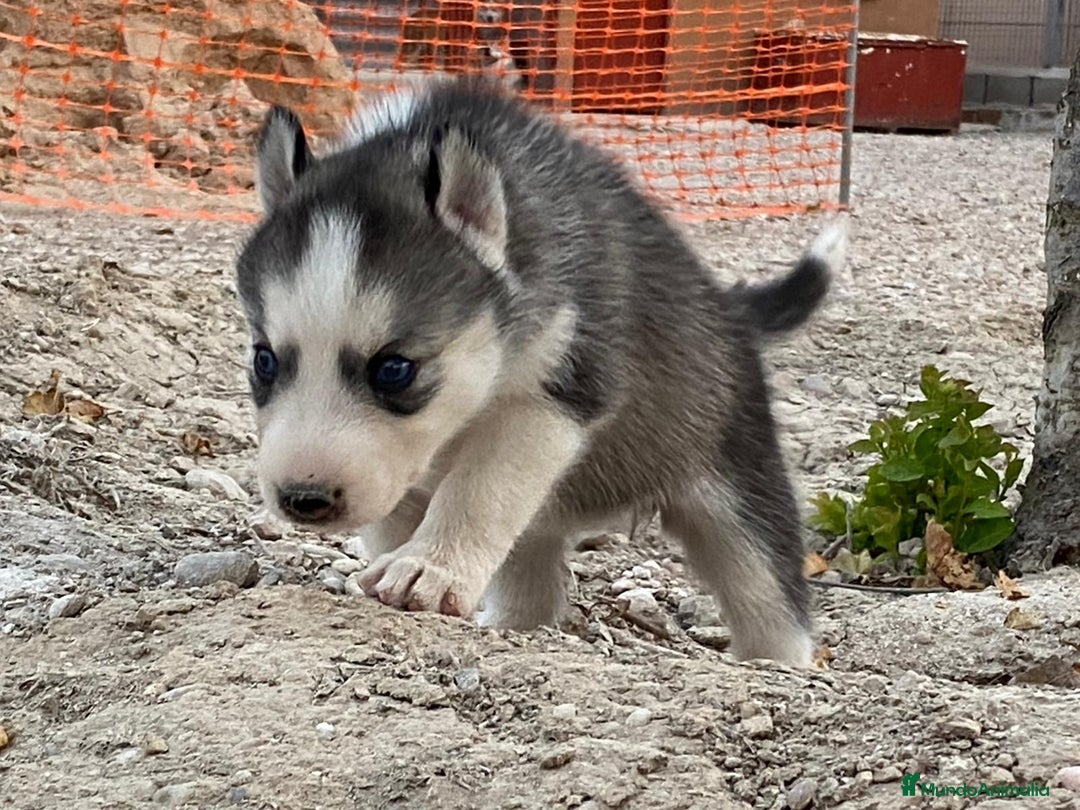Husky Siberiano perros en venta: Husky Siberiano  - Imagen 5
