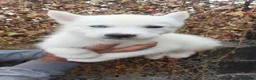 Husky Siberiano perros en venta: Husky Siberiano en Salamanca - Anuncio 1