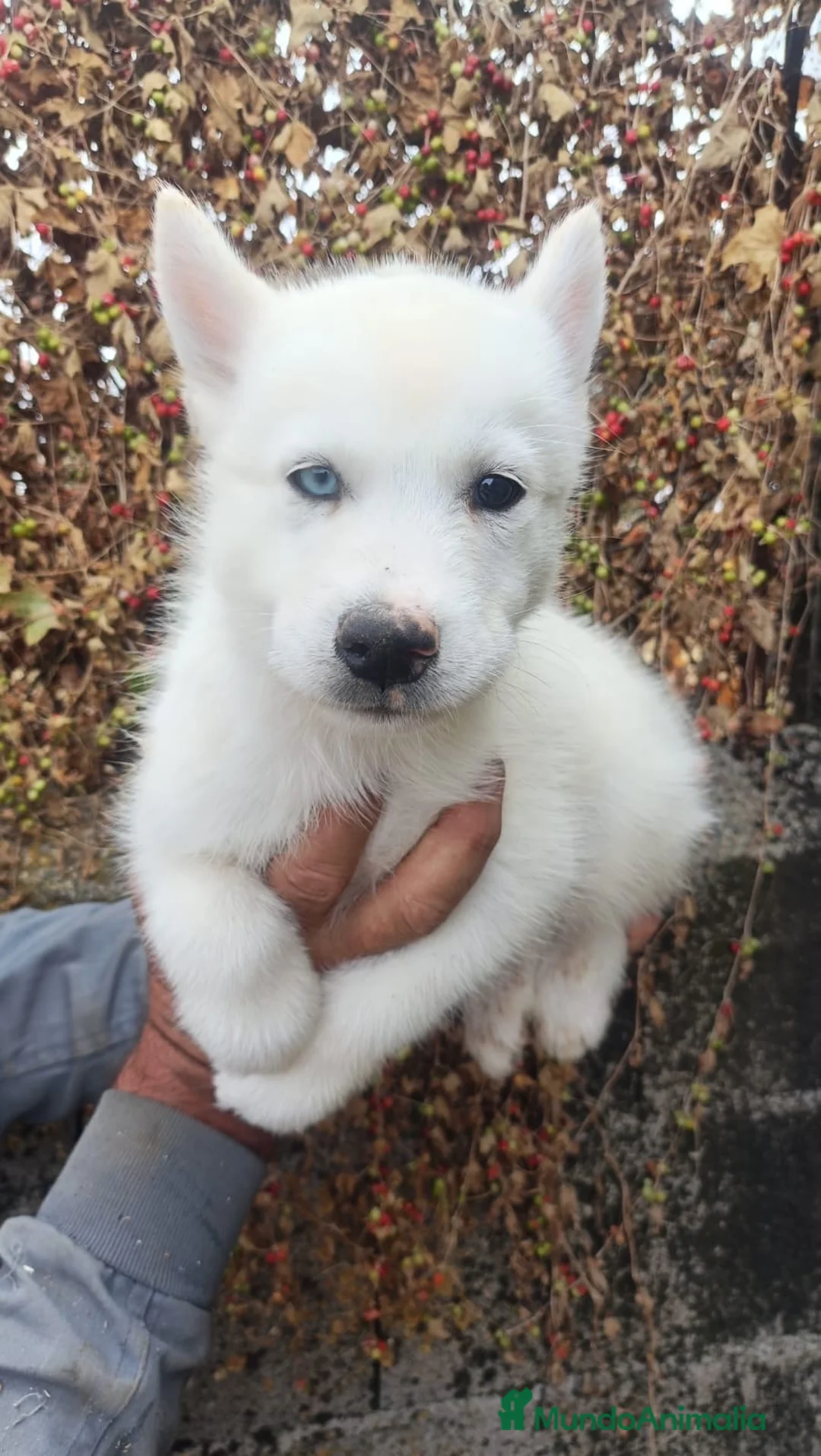 Husky Siberiano perros en venta: Husky Siberiano en Salamanca - Anuncio 1
