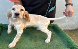 Setter Inglés perros en venta: Setter inglés  - Imagen 2