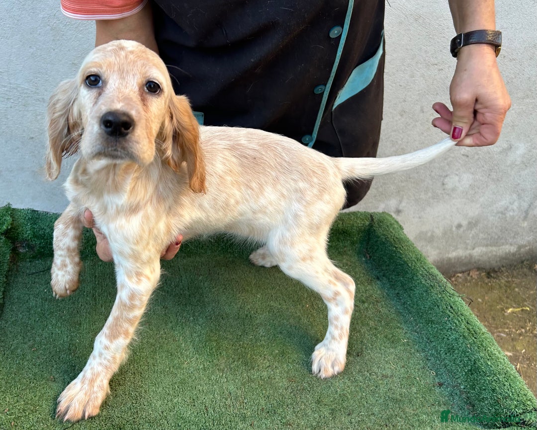 Setter Inglés perros en venta: Setter inglés  - Imagen 2