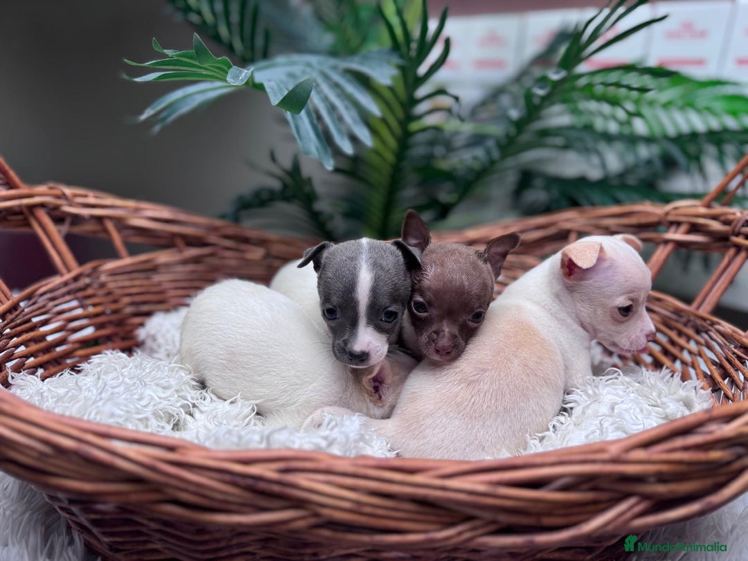 Chihuahua perros en venta: CHIHUAHUA - Anuncio 3