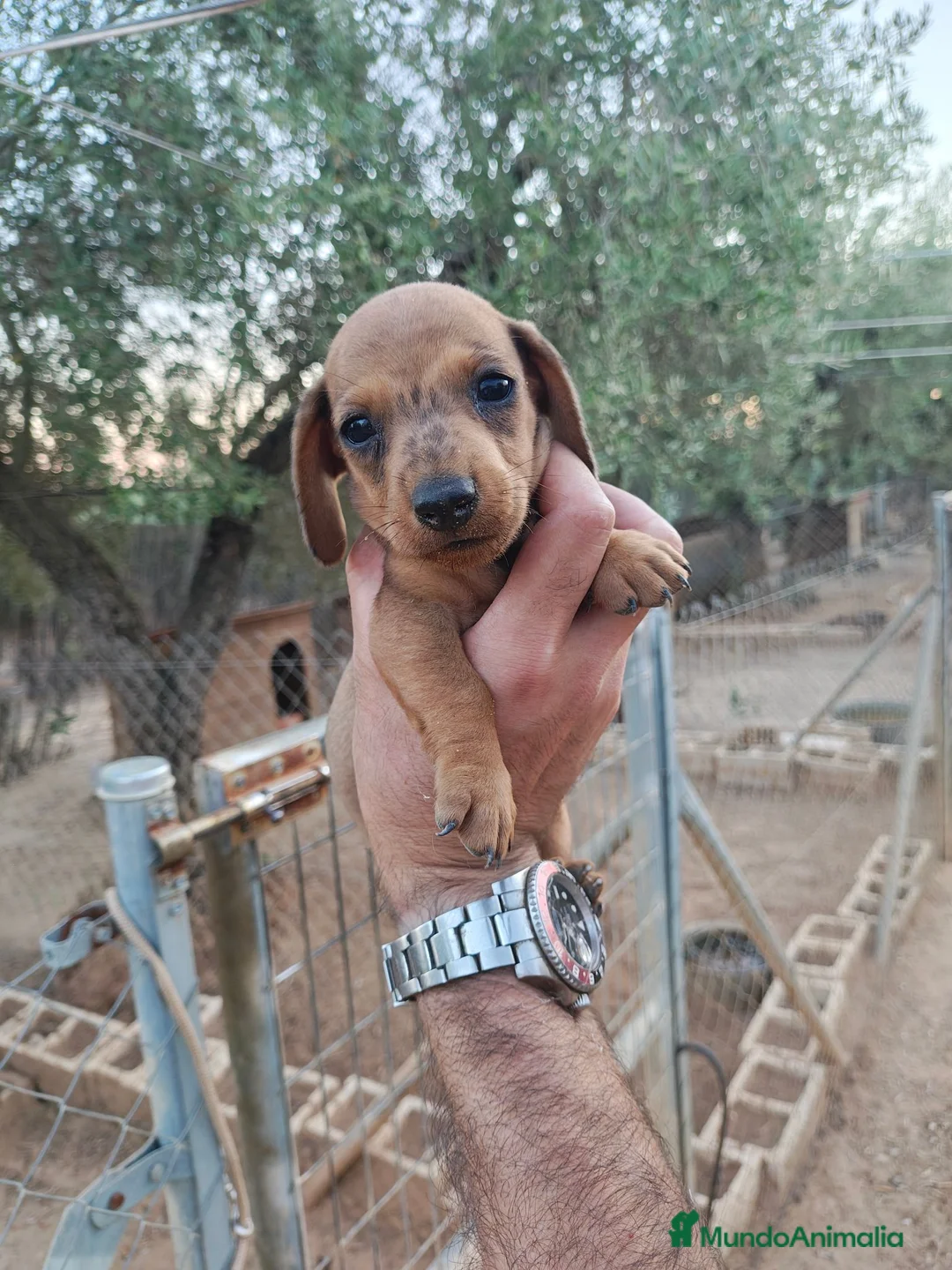 Teckel Miniatura perros en venta: Teckel miniatura  - Anuncio 2