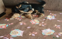 Yorkshire Terrier perros en venta: Cachorros de Yorkshire Toy Hembras - Imagen 2