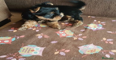 Yorkshire Terrier perros - Anuncio 3