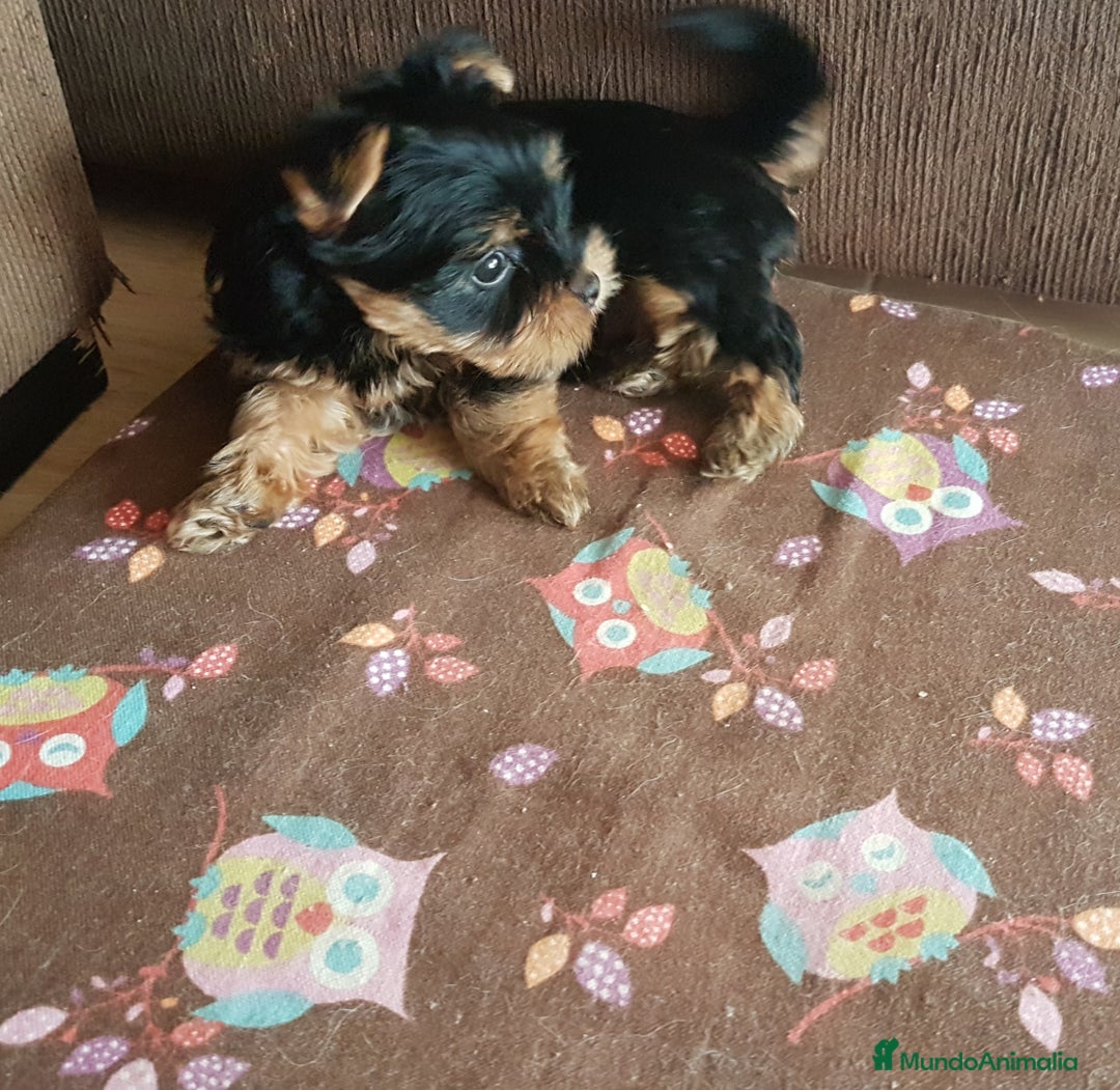 Yorkshire Terrier perros en venta: Cachorros de Yorkshire Toy Hembras - Imagen 2