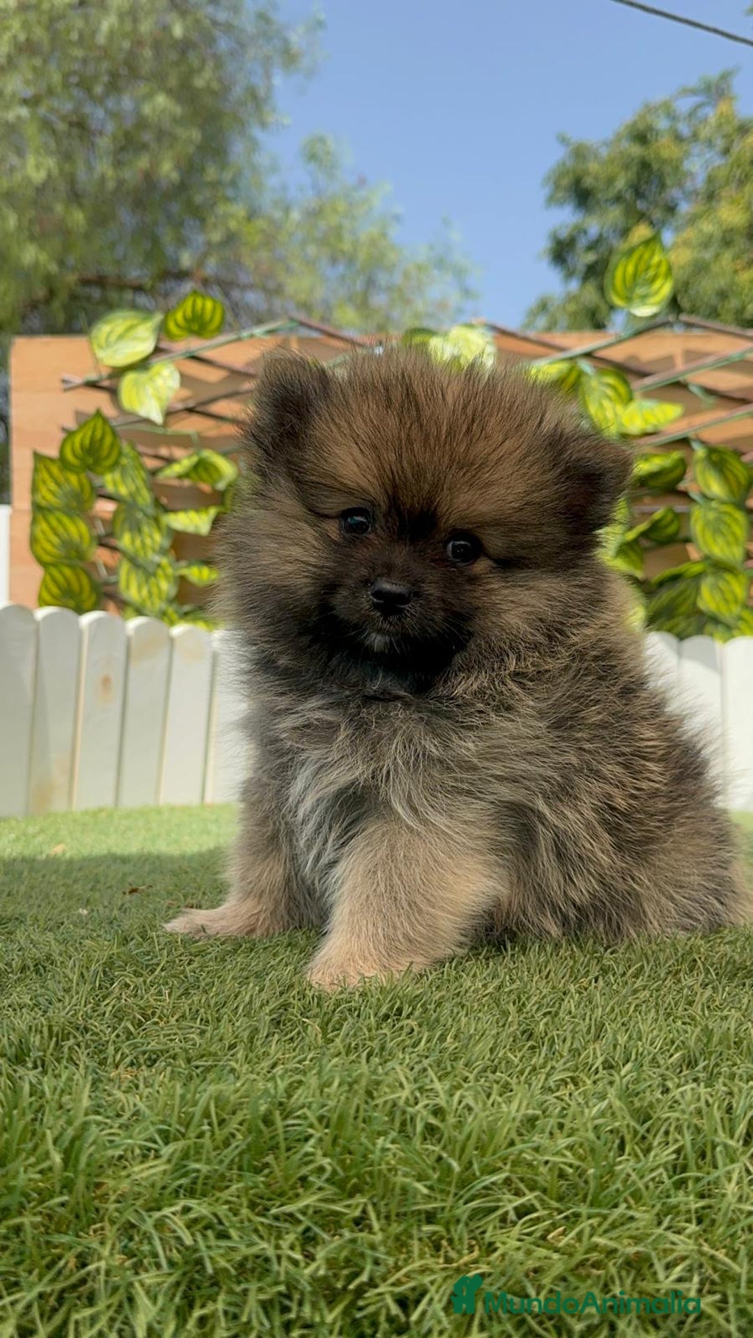 Pomerania perros en venta: POMERANIA MACHO - Imagen 11