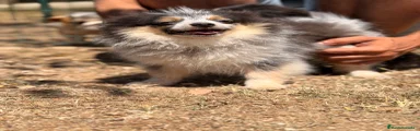 Pomerania 1