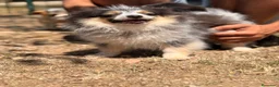 Pomerania perros en venta: POMERANIA MACHOS DISPONIBLES ENTREGA INMEDIATA - Anuncio 5