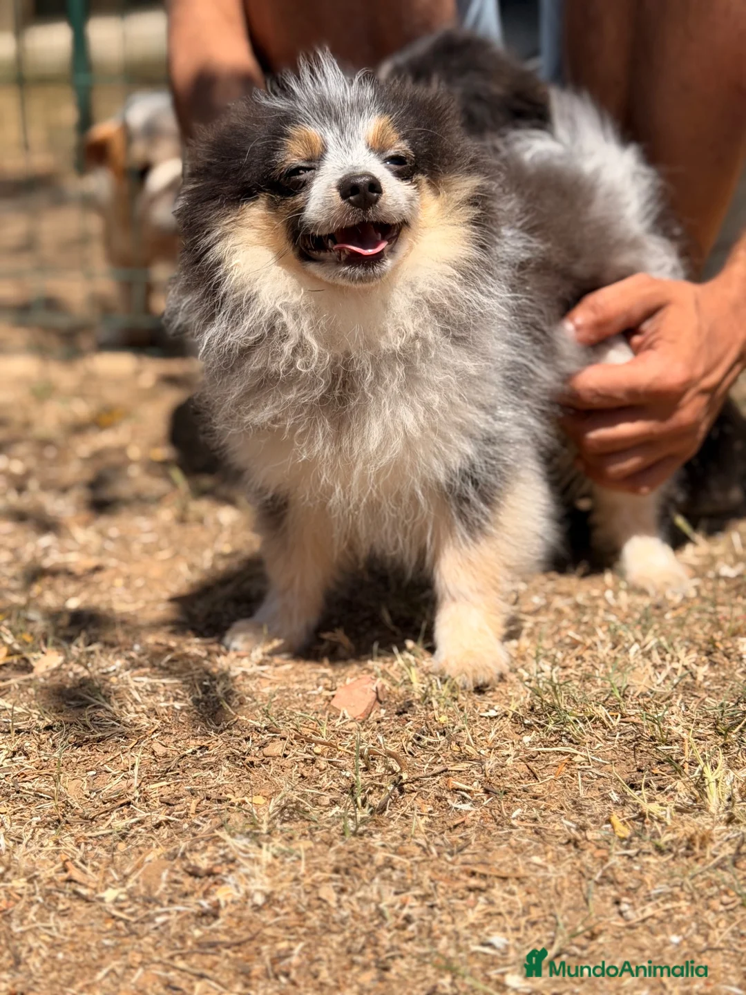 Pomerania perros en venta: POMERANIA MACHOS DISPONIBLES ENTREGA INMEDIATA - Anuncio 5