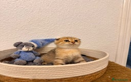 Scottish Fold gatos en venta: Scottish fold golden tabby - Imagen 4