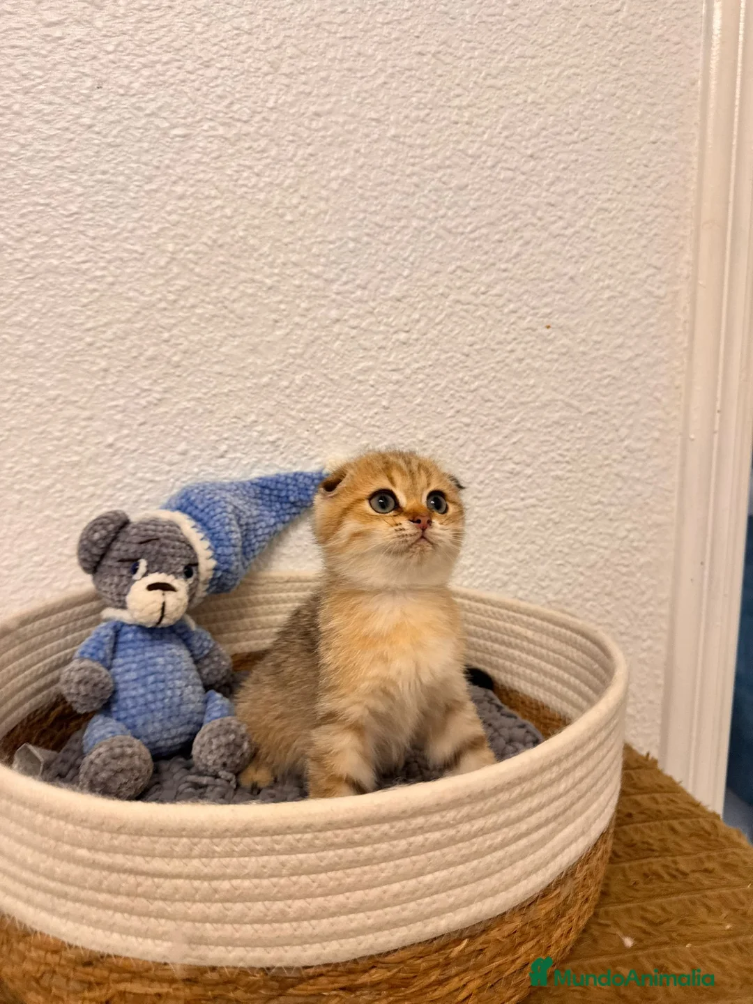 Scottish Fold gatos en venta: Scottish fold golden tabby - Anuncio 4