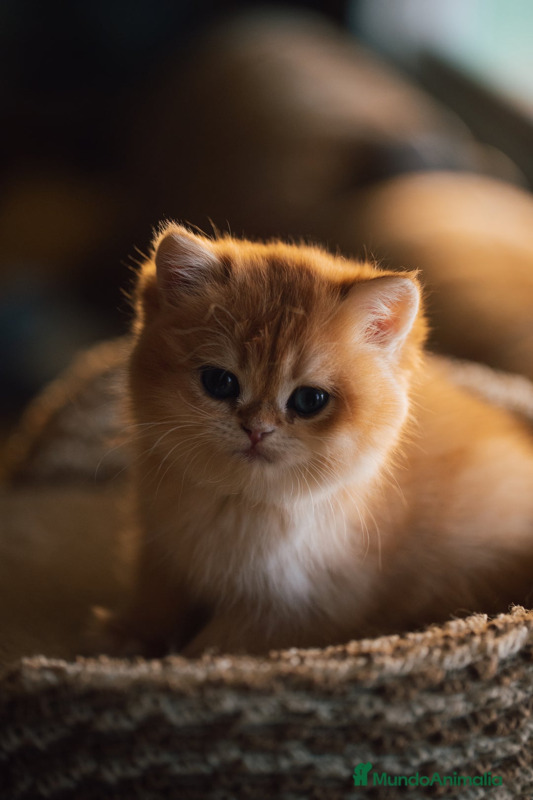 Británico de Pelo Corto gatos en venta: Niñas british golden chinchilla  - Anuncio 5