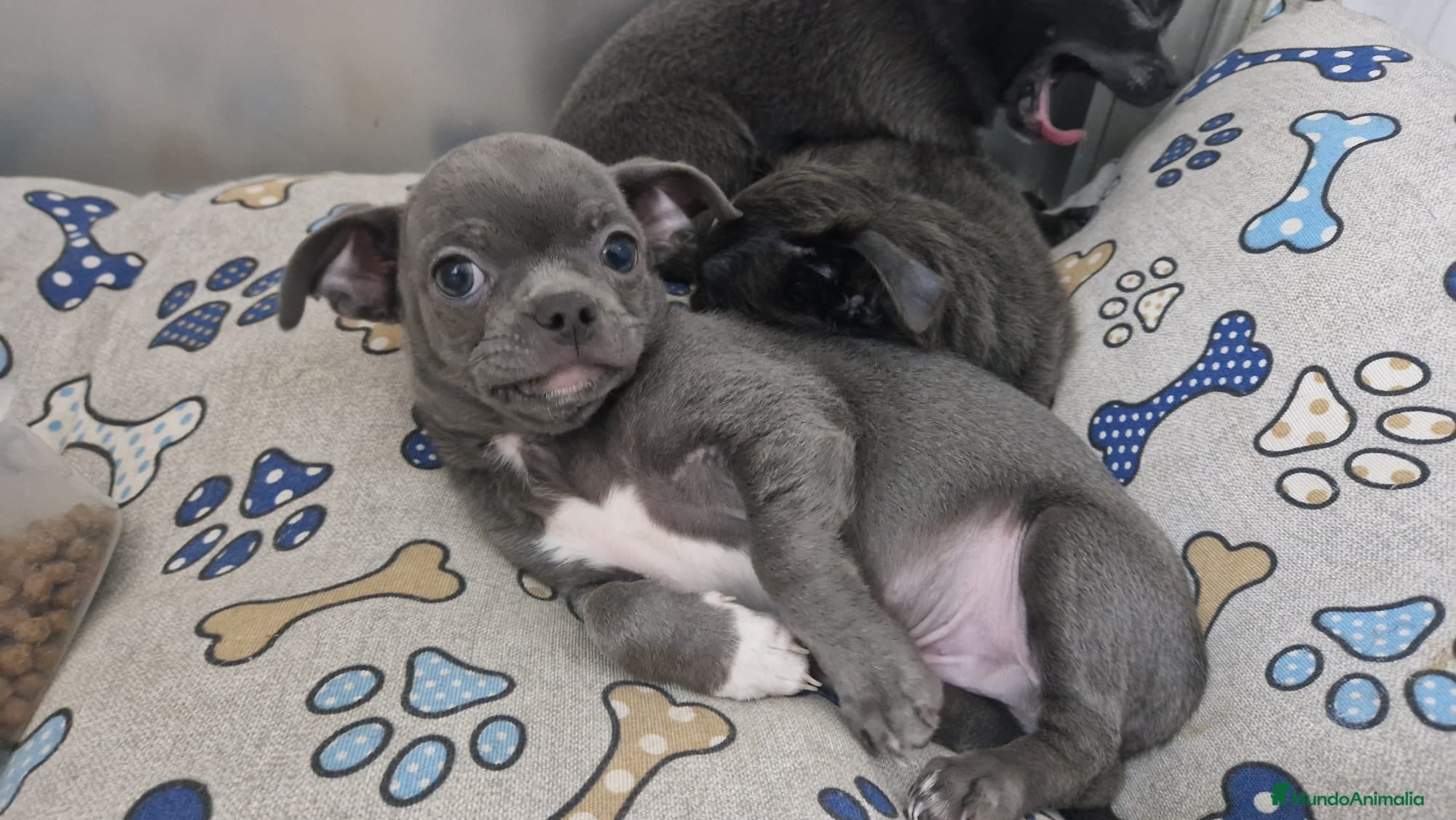 Chihuahua perros Chihuahua  - Anuncio 32