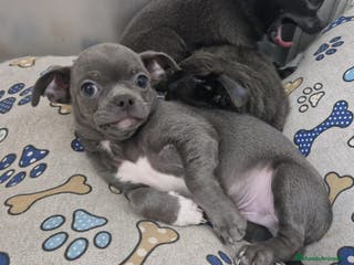 Chihuahua perros Chihuahua - Anuncio 32